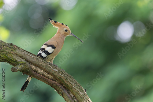 Upupa eurasiatica (Upupa epops)