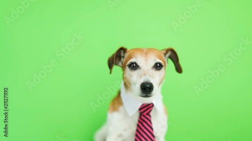 Adorable funny dog Jack Russell terrier with serious concentrated muzzle. a bit anxious and worried . Green chroma key background. Video footage. Pet theme photo