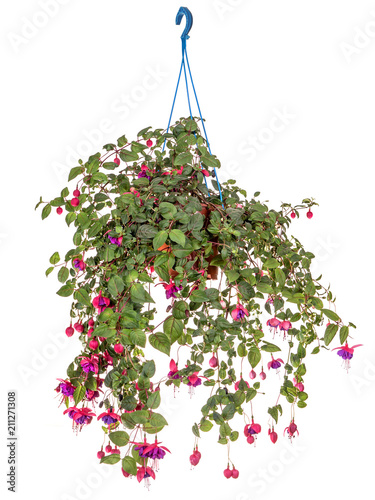 Fuchsia in a Hanging Basket. Isolated on a white background