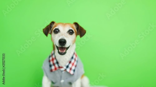 Happy smiling active dog in clothes lookig to the cam. yawn. Green chroma key background. Video footage. Lovely face photo