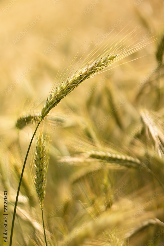 Grain Barley is one of the oldest agricultural crops.