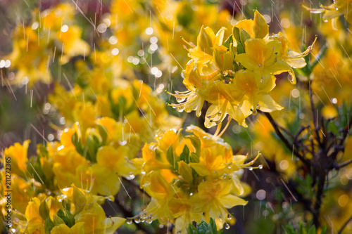 Φωτογραφία Yelow rhododendron flowers under the rain