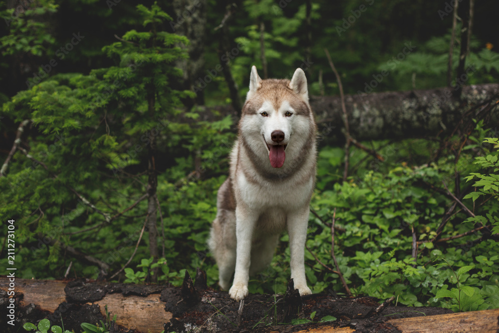 Portrait of gorgeous beige and white Siberian Husky dog standing in the green forest on the tree on a rainy day Portrait of gorgeous beige and white Siberian Husky dog standing in the green forest on the tree on a rainy day