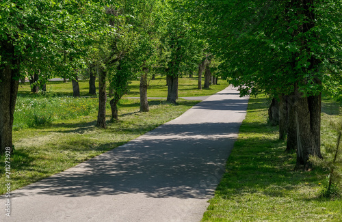 A green alley in the recreation Park with an asphalt path