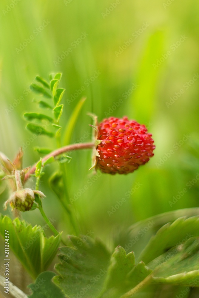 Strawberry (Fragaria) is a family of plants of the family pink, the fruit is called strawberry. Strawberries are a favorite fruit. Strawberry (Fragaria) is a family of plants of the family pink, the fruit is called strawberry. Strawberries are a favorite fruit.