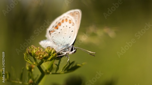 butterfly on flower © venars.original
