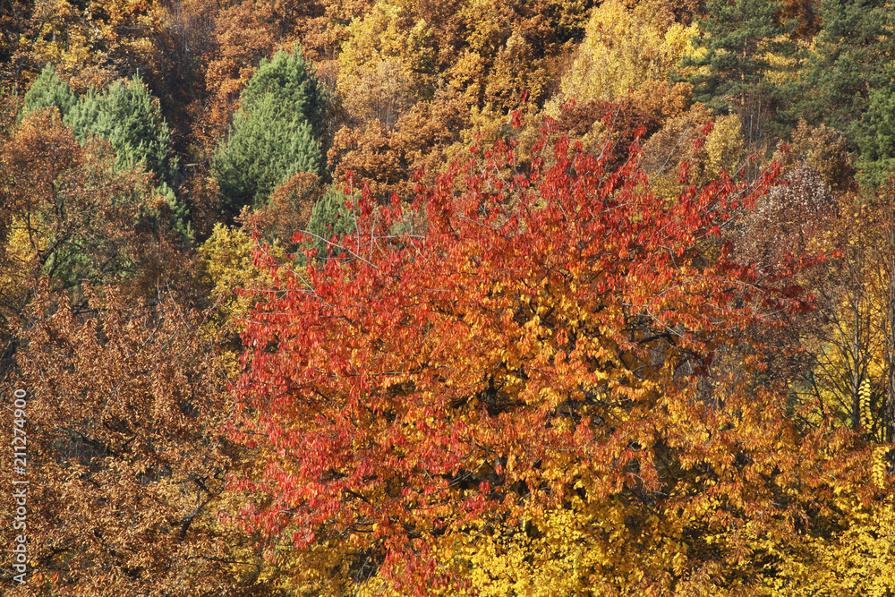 Landscape near Bojnice. Slovakia