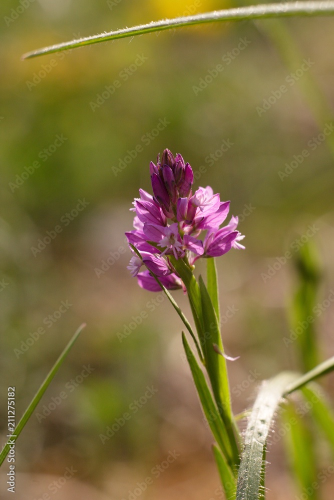 Fototapeta premium purple flower
