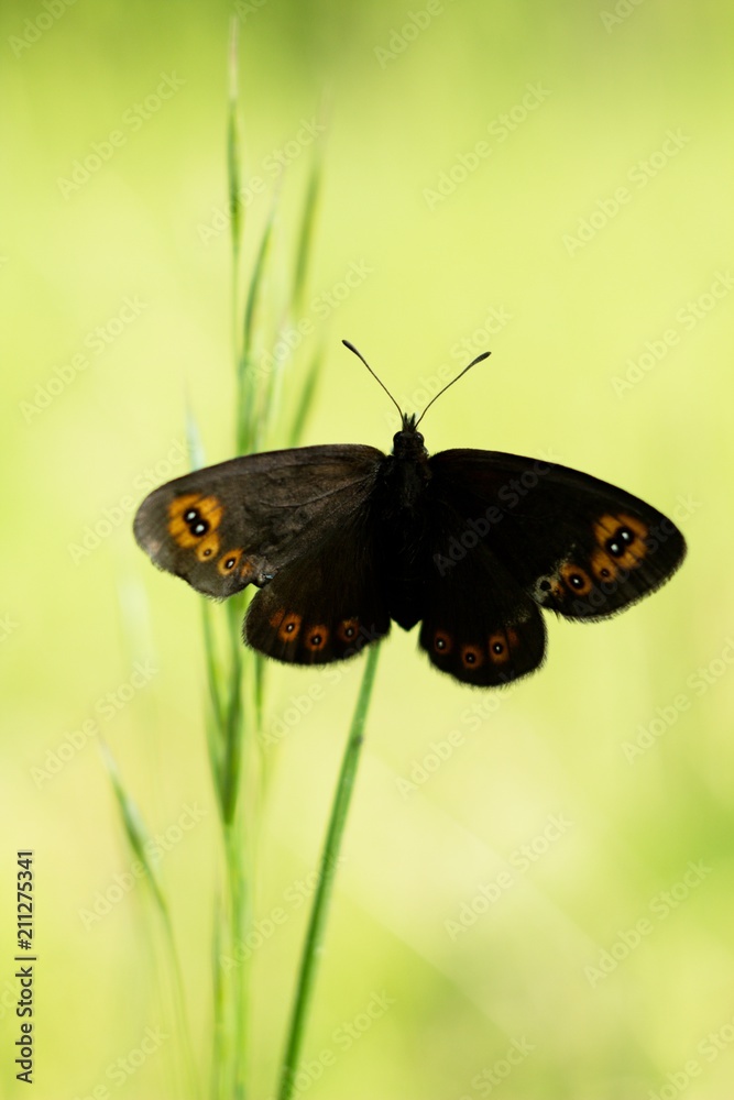 A brown white color butterfly sitting on a flower A brown white color butterfly sitting on a flower