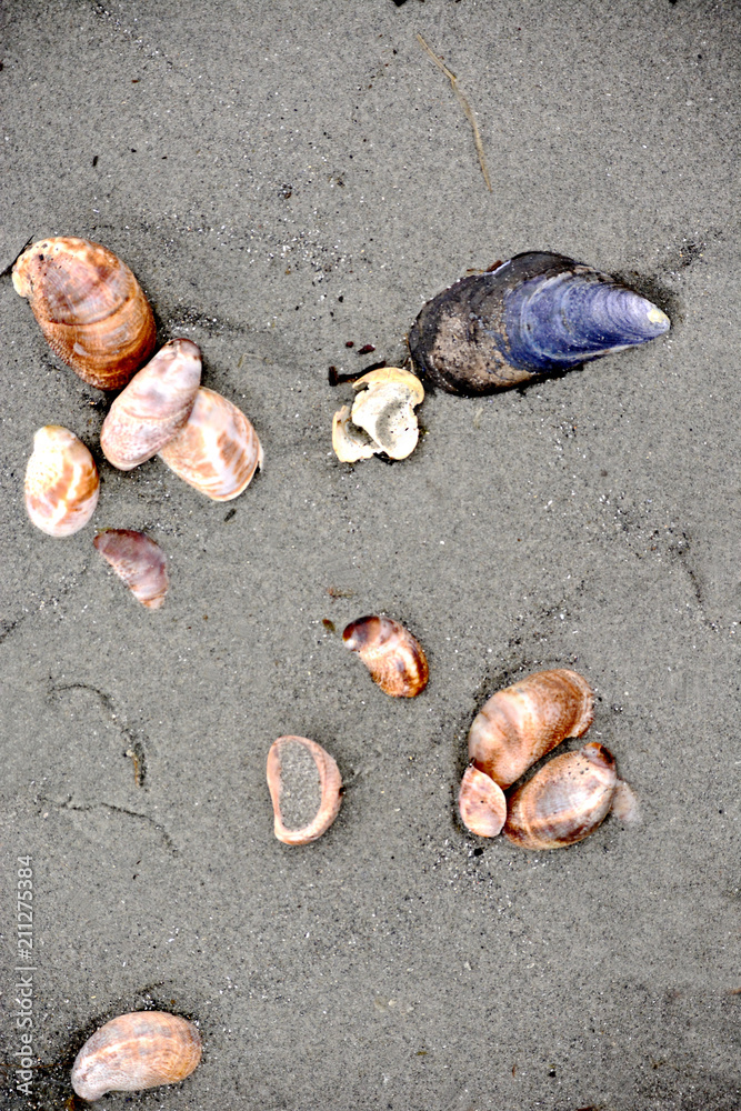 Restful grouping of shells on a gray sand beach
