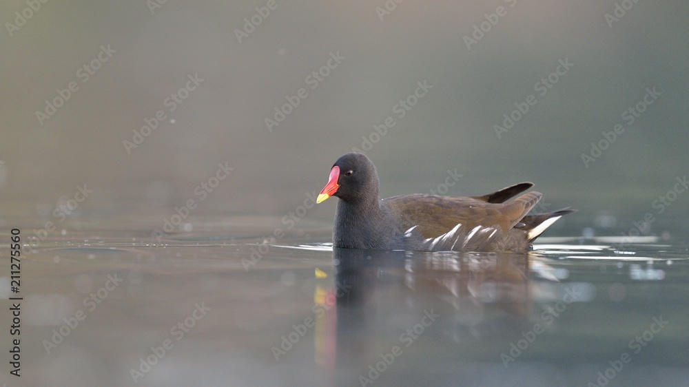 Moorhen (Gallinula chloropus), Crete, Greece Moorhen (Gallinula chloropus), Crete, Greece