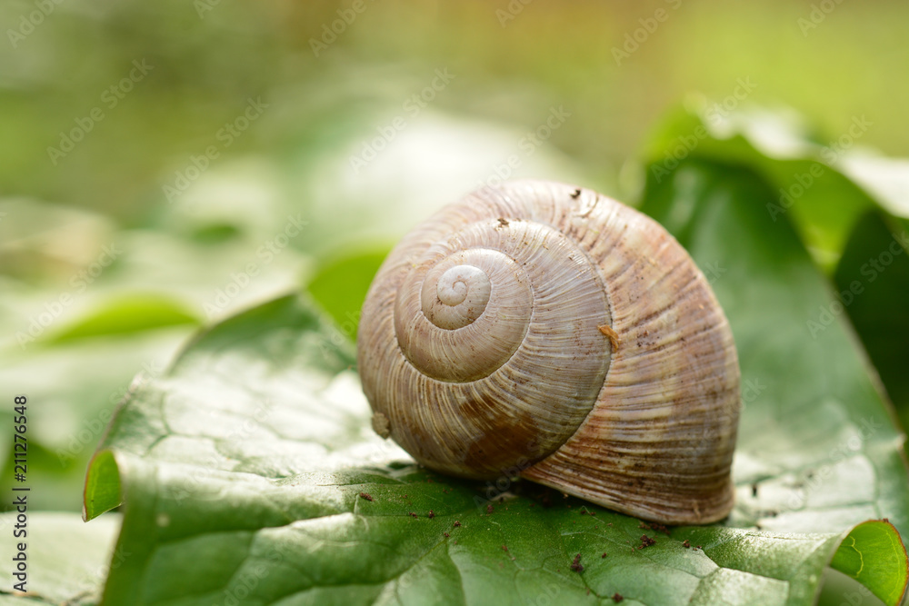 mollusque escargot seul posé sur une feuille verte en couleur en gros plan mollusque escargot seul posé sur une feuille verte en couleur en gros plan