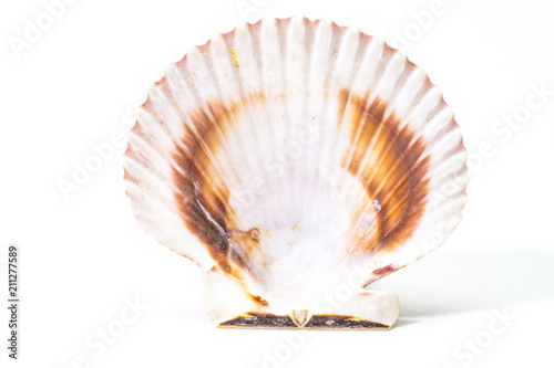 Oyster shell in white background