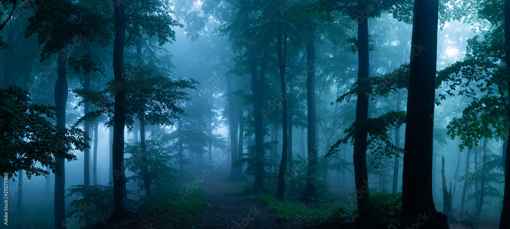 Panorama of foggy forest. Fairy tale spooky looking woods in a misty day.  Cold foggy morning in horror forest Stock Photo | Adobe Stock