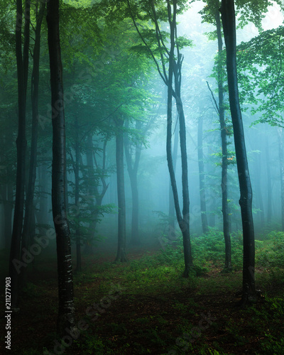 Spooky light in blue foggy forest with greeen vegetation. Autumn misty morning in the woods. Horror forest