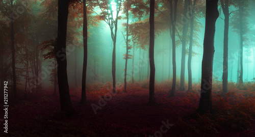 Fototapeta Naklejka Na Ścianę i Meble -  Panorama of foggy forest. Fairy tale spooky looking woods in a misty day. Cold foggy morning in horror forest