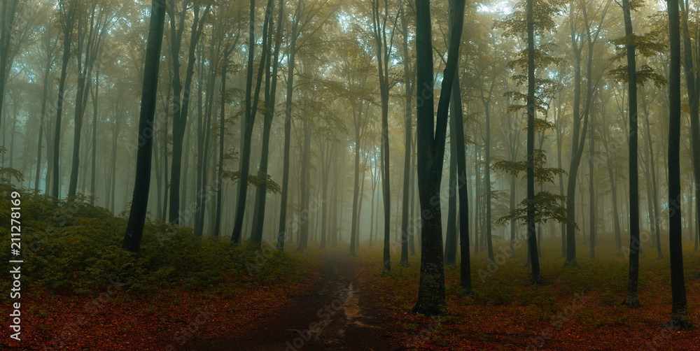 Fototapeta premium Panorama of foggy forest. Fairy tale spooky looking woods in a misty day. Cold foggy morning in horror forest