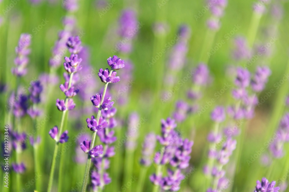 Lavender lavandula flowering plant purple green field, sunlight soft focus, blur background copy space