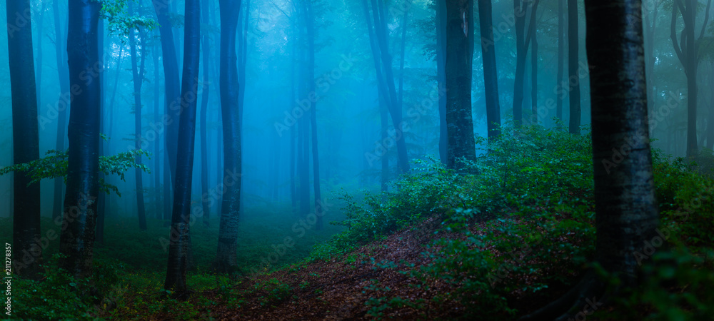 Obraz premium Panorama mglisty las. Bajki strasznie wyglądające lasy w mglisty dzień. Zimny mglisty poranek w lesie grozy