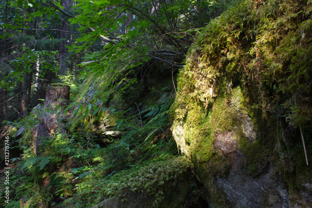 Wald in den französischen Alpen