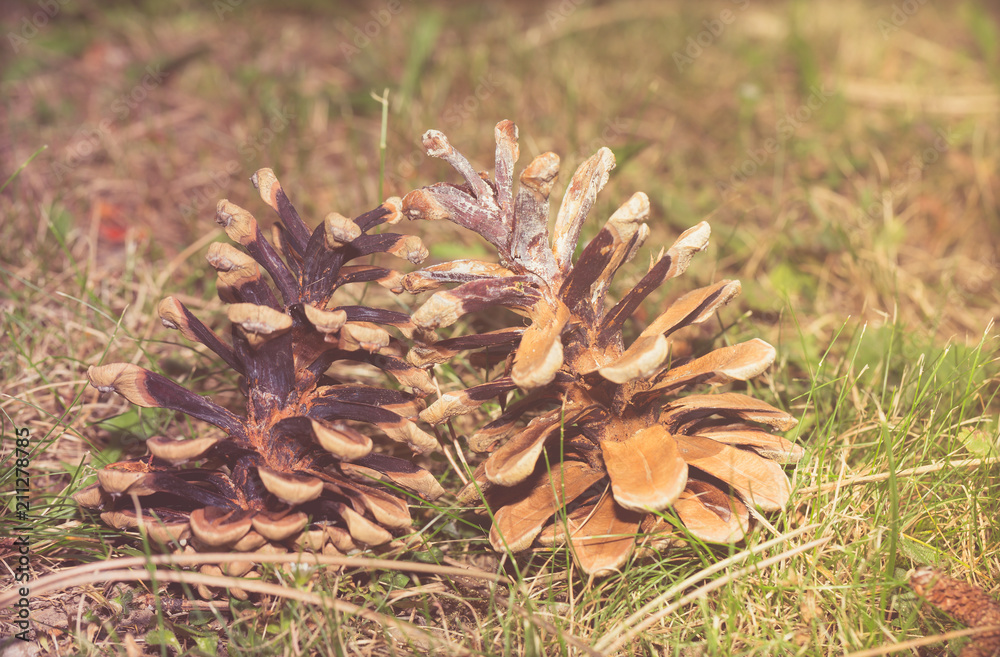 Pine Cone On The Forest Floor 1 Pine Cone On The Forest Floor 1