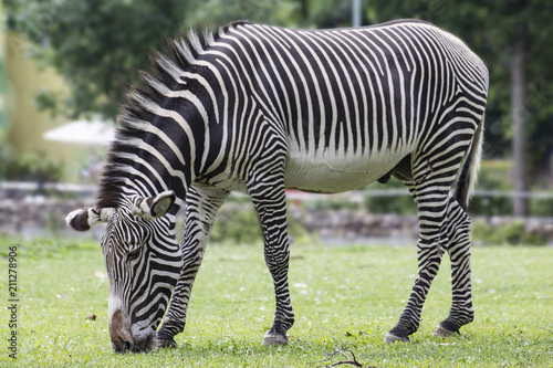 Zebra grazing on the grass
