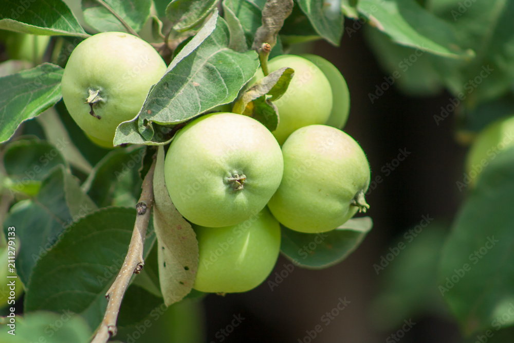 Branch with green unripe growing apples in an Apple Orchards Branch with green unripe growing apples in an Apple Orchards