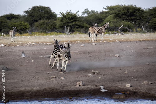 Fight of two stallions Damara zebra, Equus burchelli antiquorum, Etosha National Park, Namibia