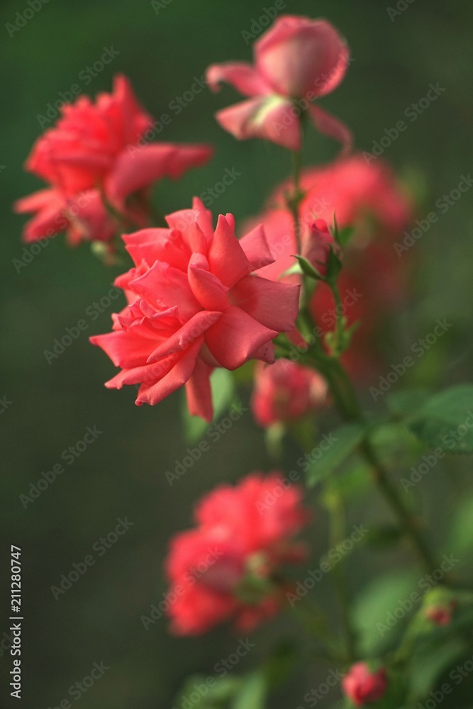 Pink rose bush in the garden Pink rose bush in the garden