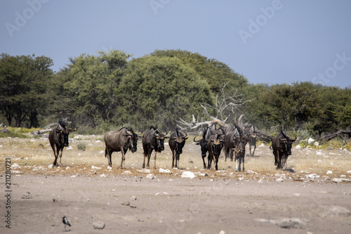 Hert Blue Wildebeest Connochaetes taurinus, goes to waterhole, Etosha National Park, Namibia