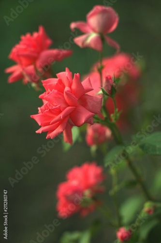 Pink rose bush in the garden © Omega
