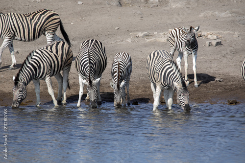 Damara zebra herd  Equus burchelli antiquorum  drinking in the waterhole Etosha National Park  Namibia