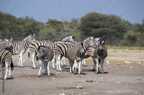 Damara zebra herd  Equus burchelli antiquorum  Etosha National Park  Namibia