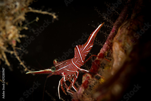 Hingeback shrimp: Durban hinge-beak shrimp: Rhynchocinetes durbanensis, on the Sabang Wrecks dive site, Philippines, Puerto Galera photo