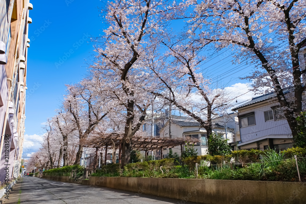 蕨市 南町桜並木