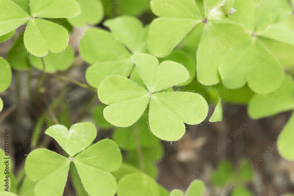 Three leaf clovers Oxalis acetosella - Close up fresh leaves.