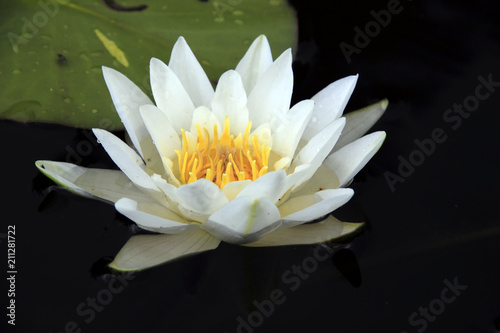 White lotus on surface of pond.