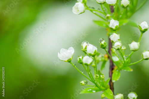 Blooming white Spiraea in the garden. Selective focus.