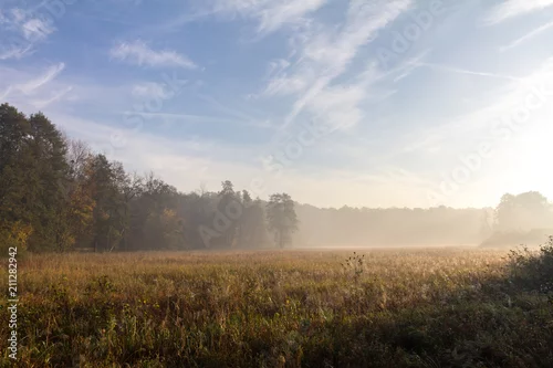 Obraz Leśna łąka i piękne niebo