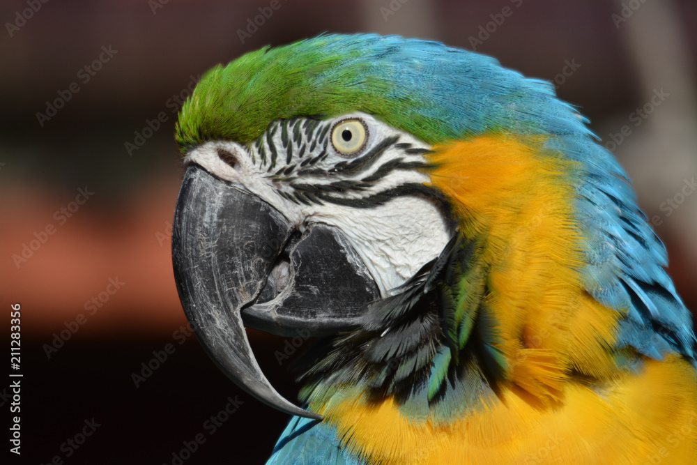 oiseau perroquet en couleur en gros plan