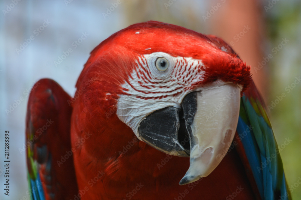 oiseau perroquet en couleur en gros plan