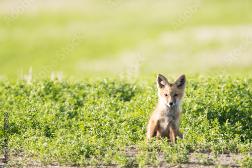 Fox Pup on the Prairies