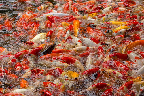 Fancy carp, mirror carp. Group of Koi fish in the big pond.