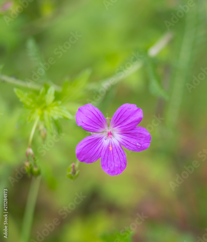 A Flower of a lilac or Himalayan geranium on a blurred background