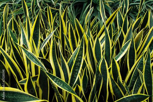 Variegated tropical leaves pattern of snake plant or mother-in-law's tongue (Sansevieria trifasciata 'Laurentii') and aloe succulent plant on dark nature background.