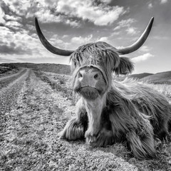 Ingelijste posters Schotse hooglander Hooglander met ruige vacht  © Carl