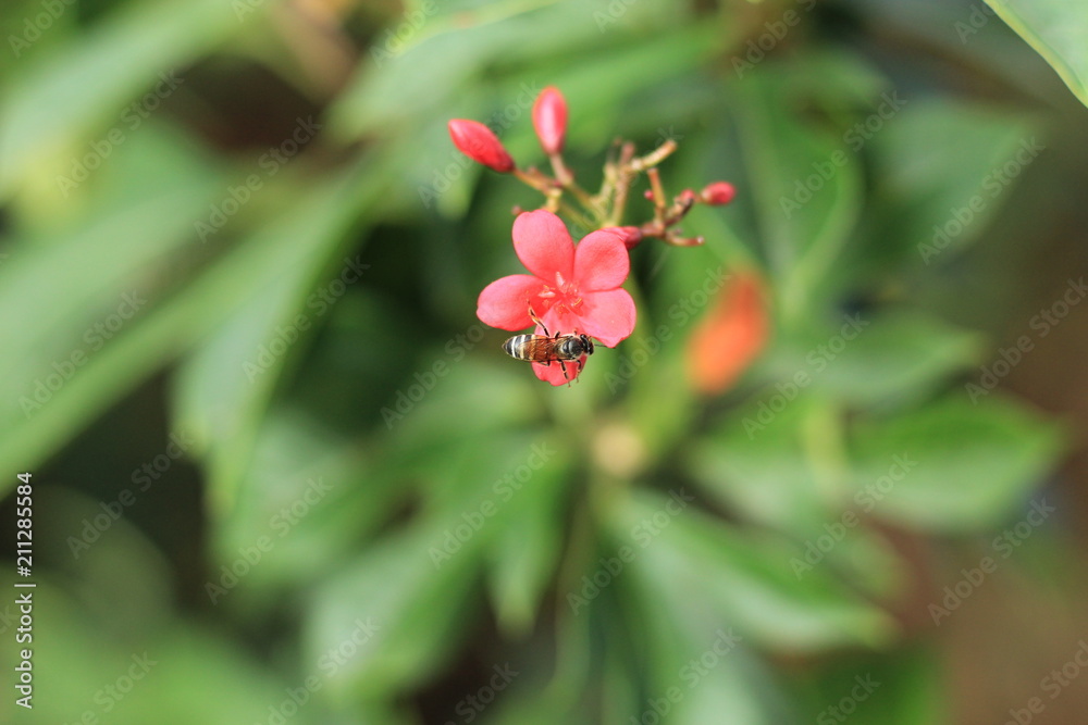 Jatropha integerrima Jacq , The bright red flowers in the Park. Jatropha integerrima Jacq , The bright red flowers in the Park.