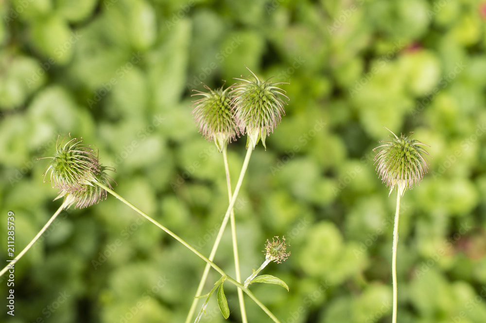 Green head with hooks on the plant. Green head with hooks on the plant.