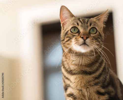 Fototapeta Naklejka Na Ścianę i Meble -  Beautiful feline cat at home. Domestic animal