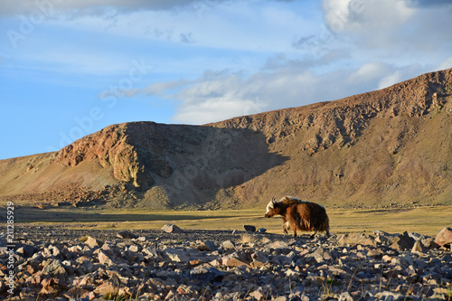 Western Tibet. Brown Yak on the shore of the sacred lake Dangra (Dang Ra Gyu Tso) photo